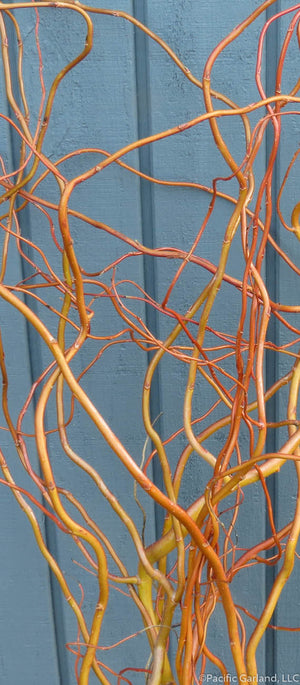 Fresh Brilliant Reddish Orange Curly Willow Tips aginst Gray Wall