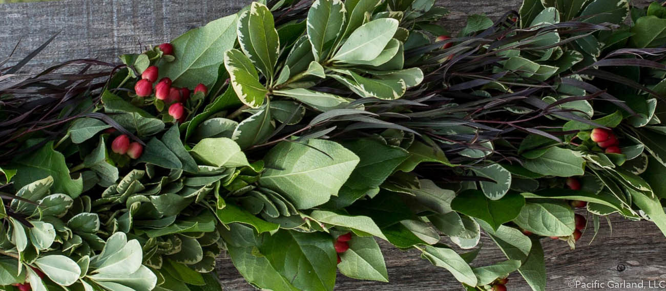 Close Up of Designers Choice Fresh Four Item Garland with Agonis, Salal, Hypericum Berries and Variegated Pittosporum