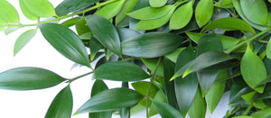 Close up of Fresh Nagi Leaves
