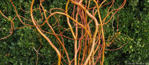 Vibrant Reddish Orange Curly Willow Tips against Boxwood Hedge