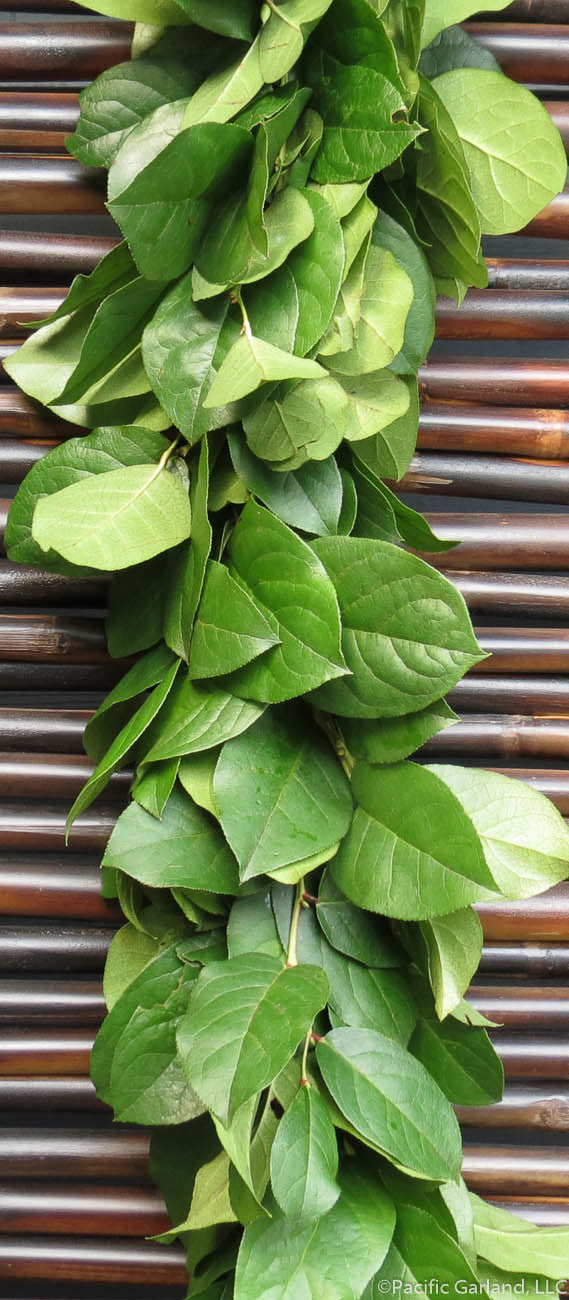 Fresh Salal Garland Hanging on a Bamboo Fence