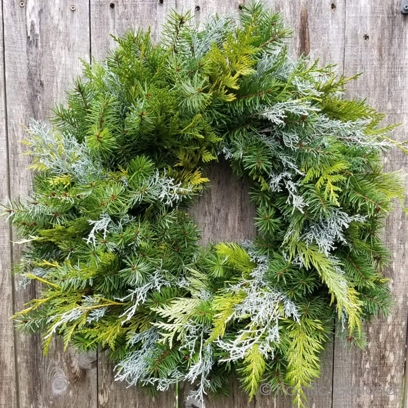 Beautiful Mix of freshly cut Evergreens in this EverRing Wreath