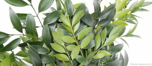 Fresh Podocarpus or Nagi Floral Greens