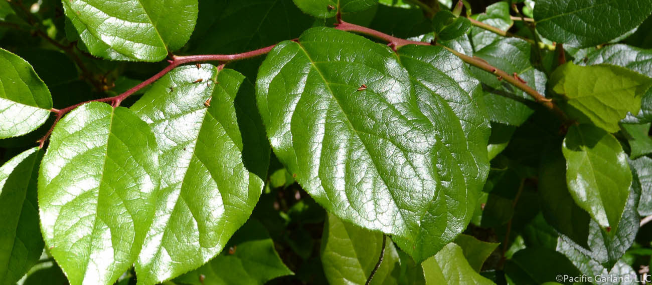 Fresh Salal Tips in Forest
