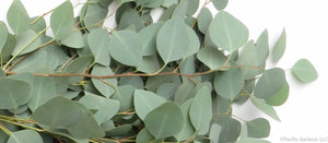 Beautiful Silver Dollar Eucalyptus Garland Close up