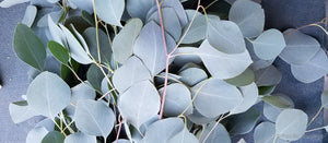 Leaf Variation of Silver Dollar Eucalyptus