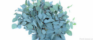 Closeup of Silver Dollar Eucalyptus Bunch
