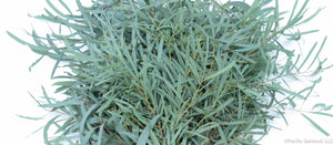 Close Up of Willow Eucalyptus Bunch