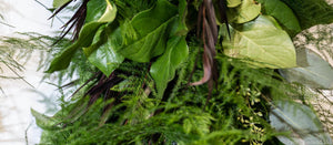 Close Up of Designers Choice Fresh Four Item Garland with Plumosa, Agonis, Salal and Seeded Eucalyptus