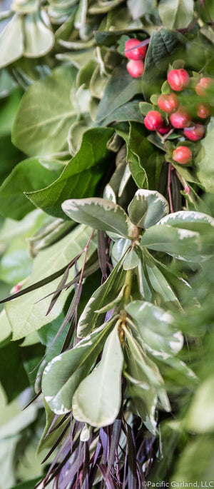 Designers Choice Fresh Four Item Garland with Agonis, Salal, Hypericum Berries and Variegated Pittosporum on Wall