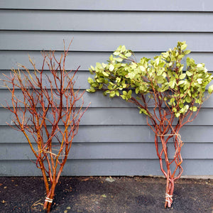 Manzanita Bare Branches