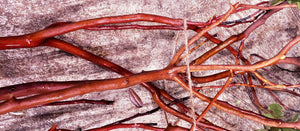 Manzanita Bare Branches