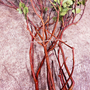 Manzanita Bare Branches