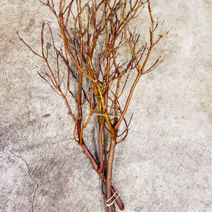 Manzanita Bare Branches