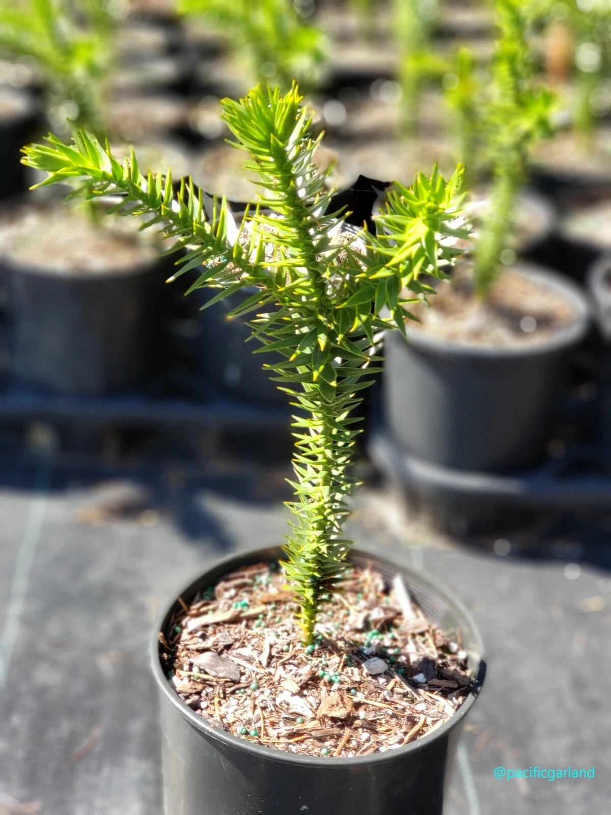 money puzzle tree Monkey Puzzle Tree