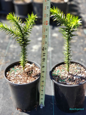 Monkey Puzzle Tree