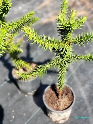 Monkey Puzzle Tree