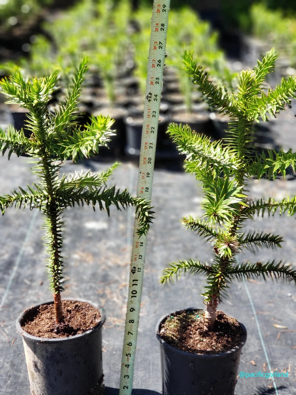 monkey puzzle tree bonsai Monkey Puzzle Tree