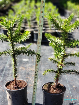 Monkey Puzzle Tree