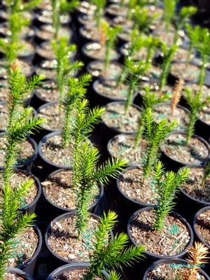 Monkey Puzzle Tree