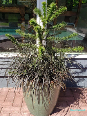 Monkey Puzzle Tree