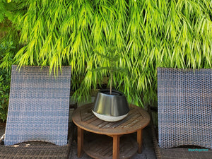 Two wicker chairs with a small round wooden table and a potted monkey puzzle tree against a green living wall
