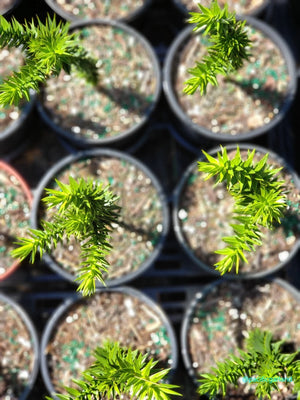 Monkey Puzzle Tree