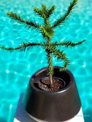 Monkey Puzzle Tree