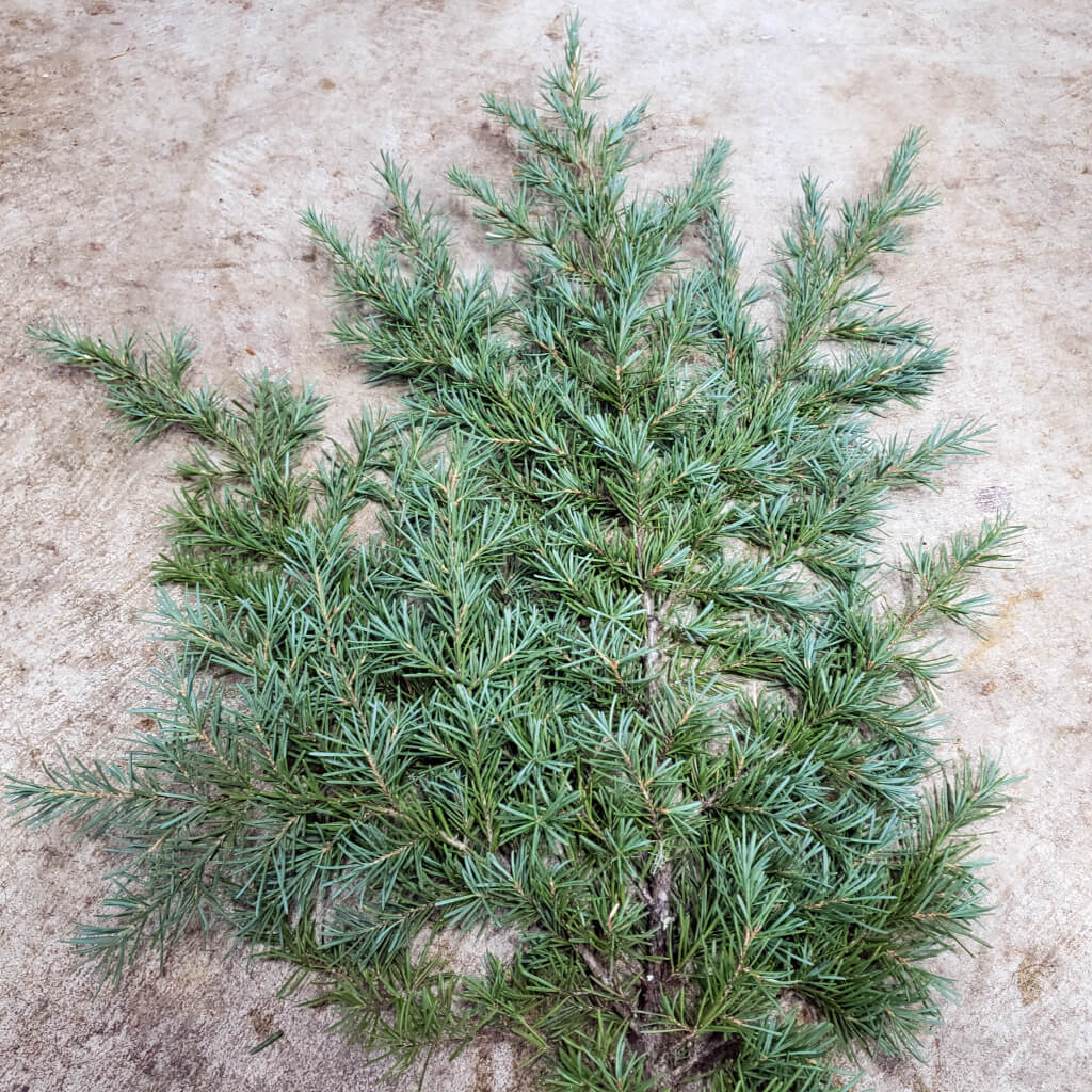 Beautiful Fresh Mountain Hemlock Bunch with Blue Tips