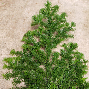 Beautiful Pacific Silver Fir is Soft to the Touch