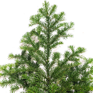 Pacific Silver Fir Branch on White Background