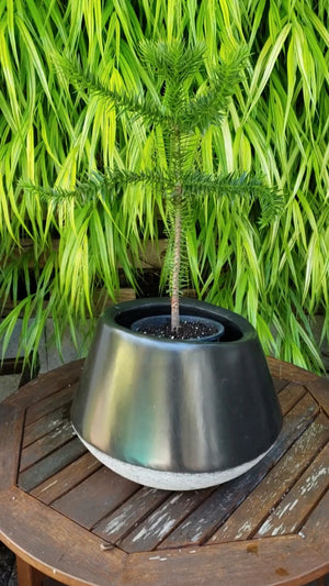 Monkey Puzzle Tree