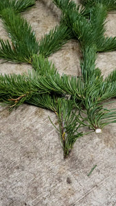 Beautiful Fresh Cut White Fir Stems Video