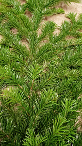 Fresh Pacific Silver Fir Video Showing Both Sides of the Branch