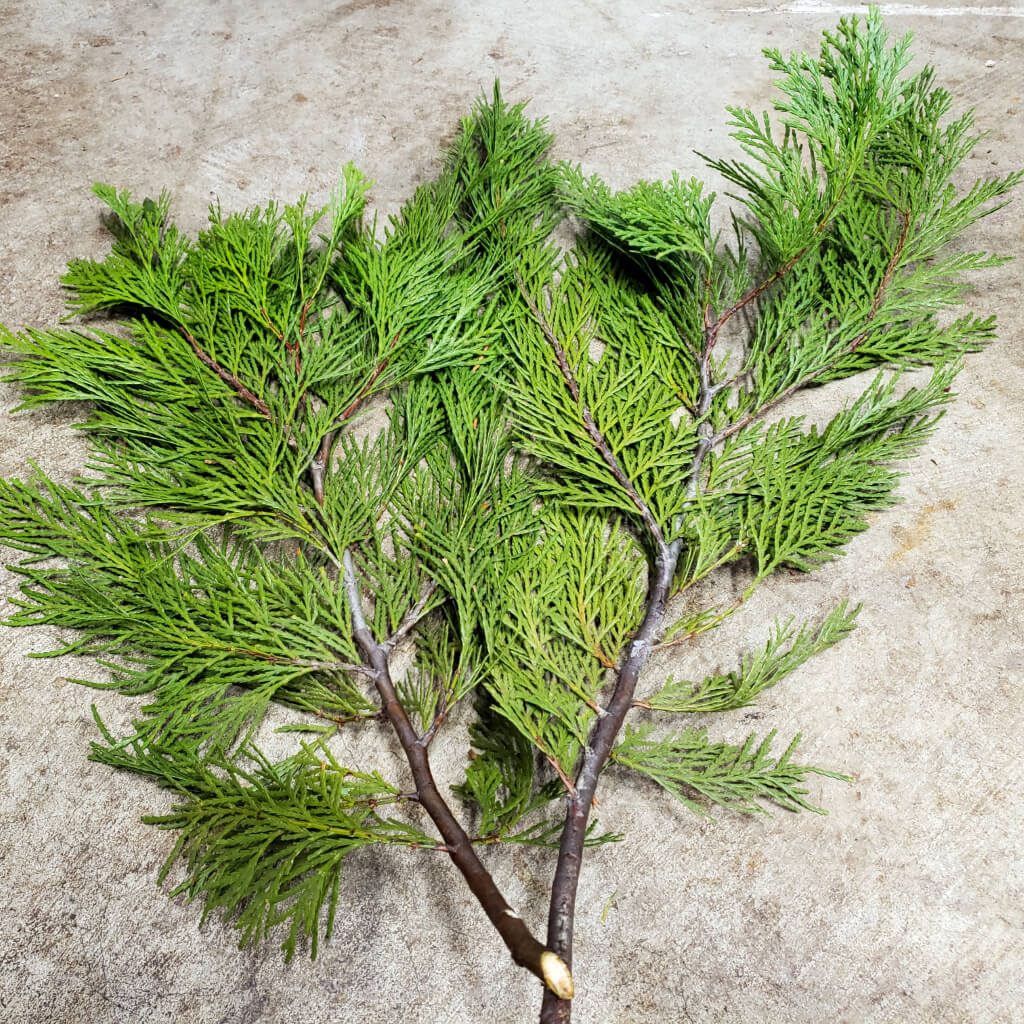 Beautiful Freshly Cut Western Red Cedar Stems