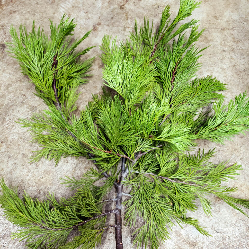 Fresh Western Red Cedar Bunches By Pacific Garland - Pacific Garland, LLC