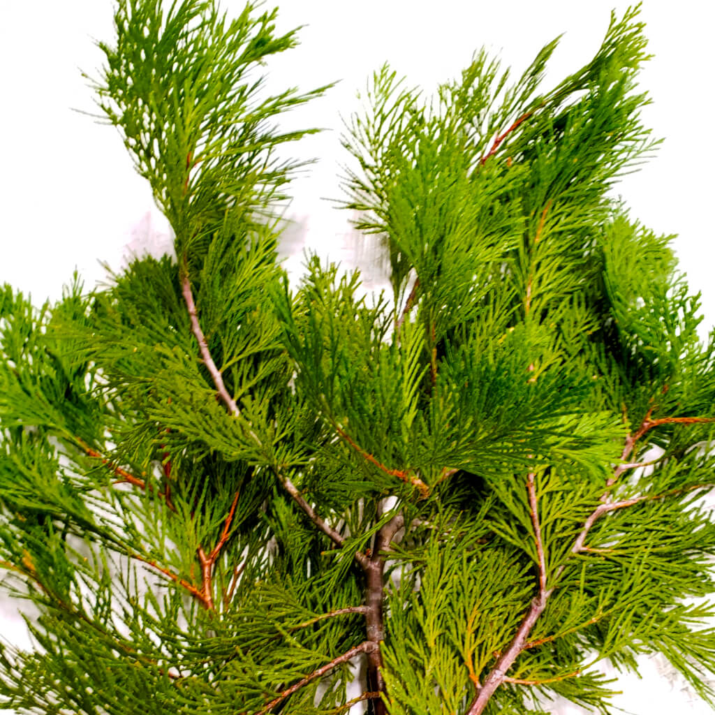 Fresh Cut Western Red Cedar Bunch 20 Inch-evergreen Branches Forest  Greenery Wedding Natural Cozy Home Hygge Decor 