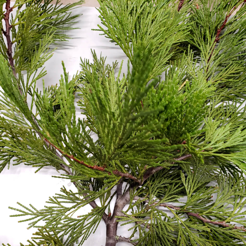 thumbnail image 2 of Fresh Cut Organic Red Western Cedar Garland - 2+ Lbs Of Natural Boughs, Branches & Cones For Rustic Holiday Decor 2 of 2