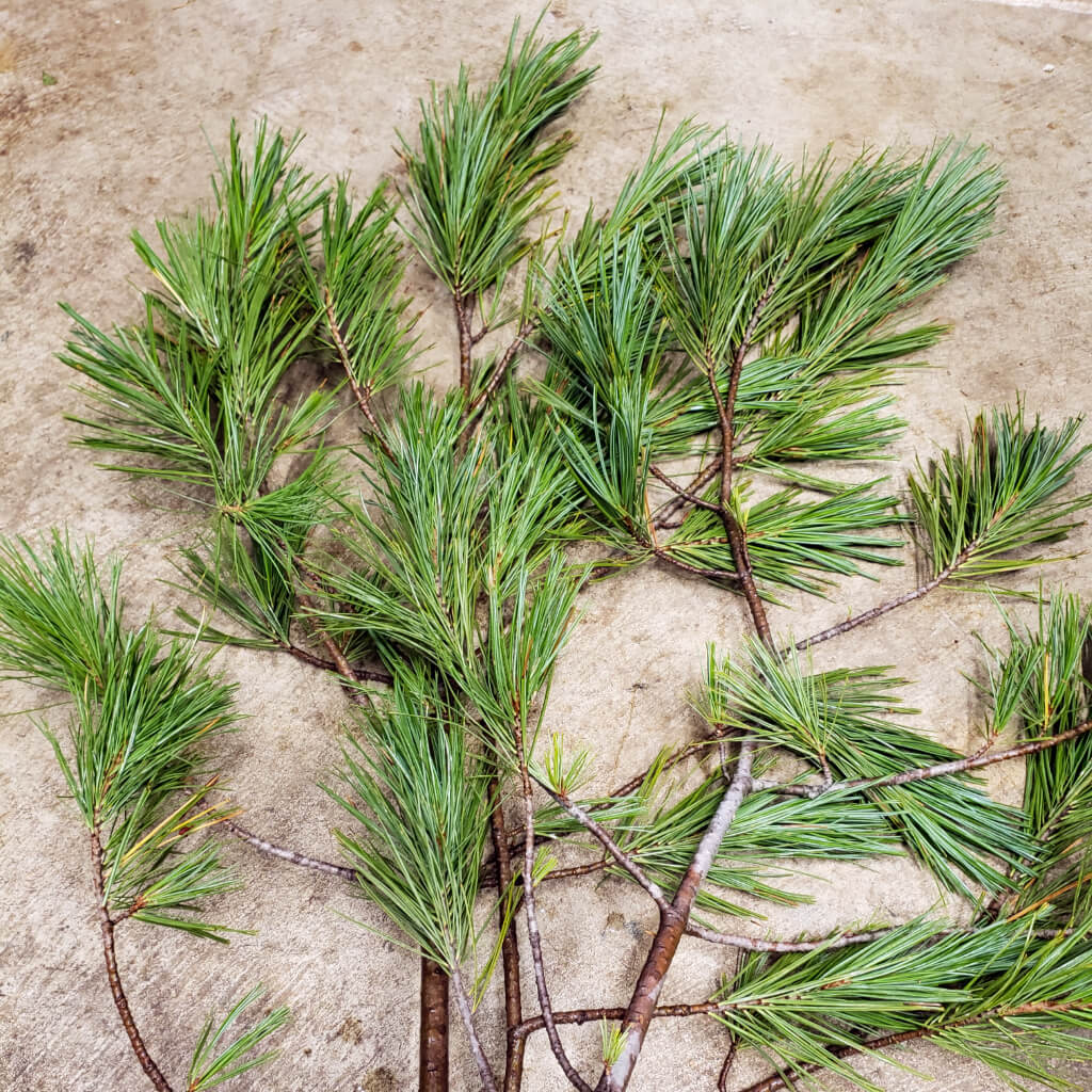 Fresh Cut Beautiful Western White Pine Brances
