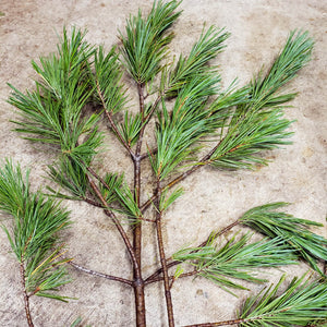 Stems of Fresh Cut Western White Pine