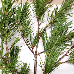 Close-Up of Freshly Cut Western White Pine Stems