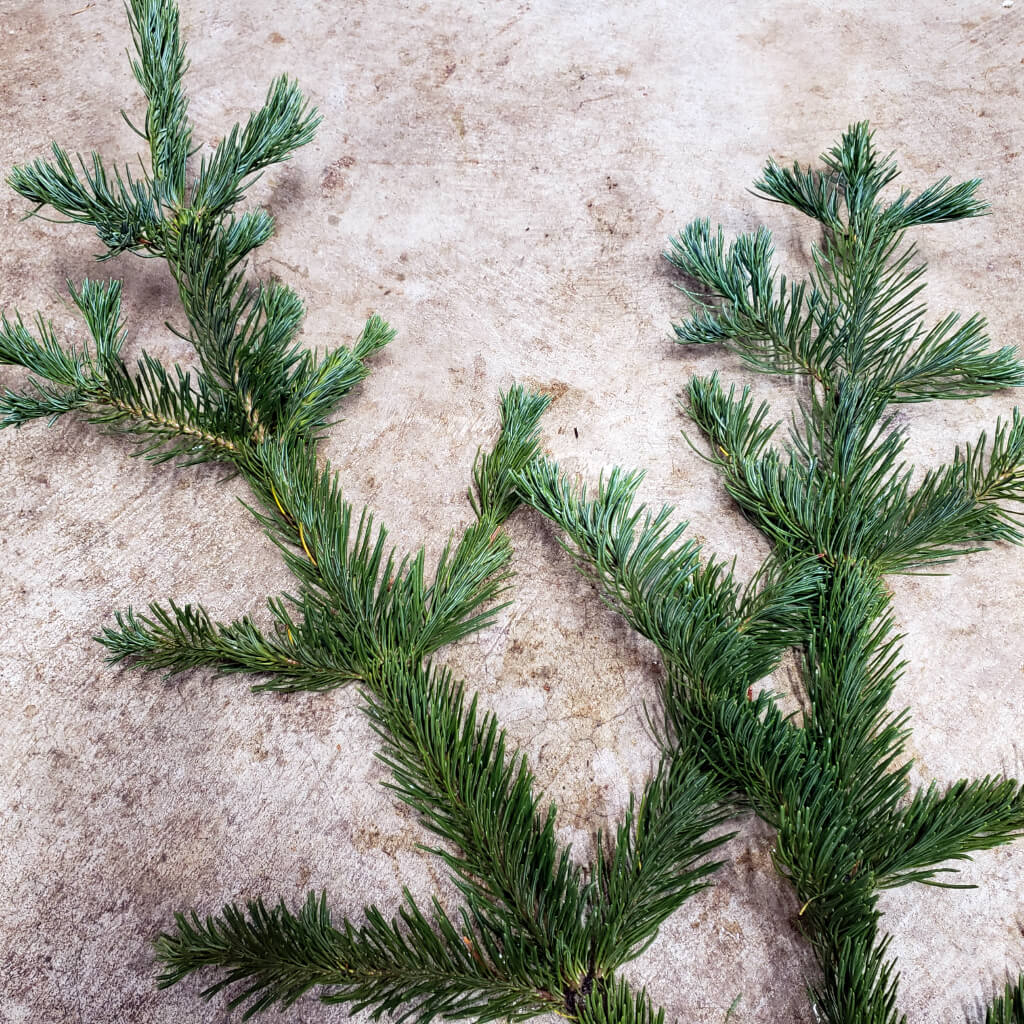 Stunning Bluish Green Stems of Freshly Cut White Fir