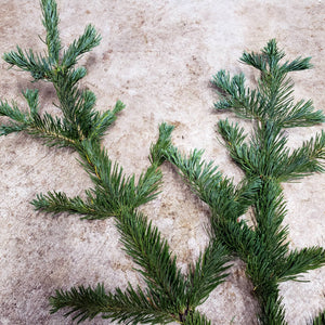 Stunning Bluish Green Stems of Freshly Cut White Fir