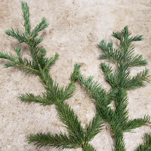 Fresh Cut Beautiful White Fir Branches