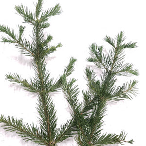 Fresh Cut White Fir on a White Background