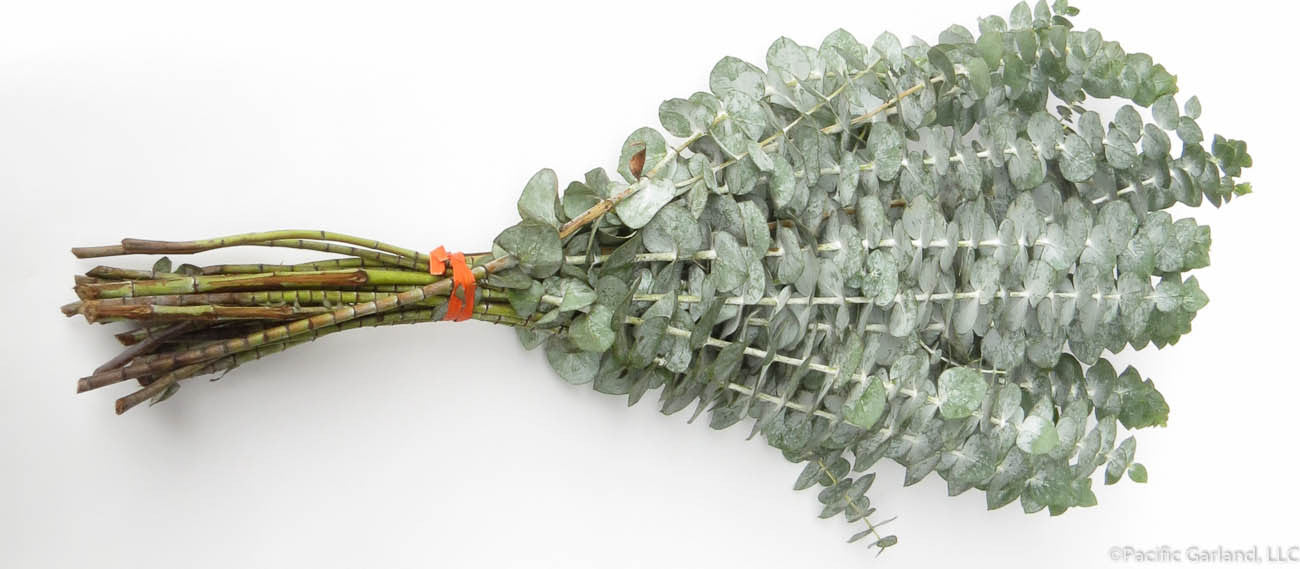 Fresh Baby Blue Eucalyptus Bunch