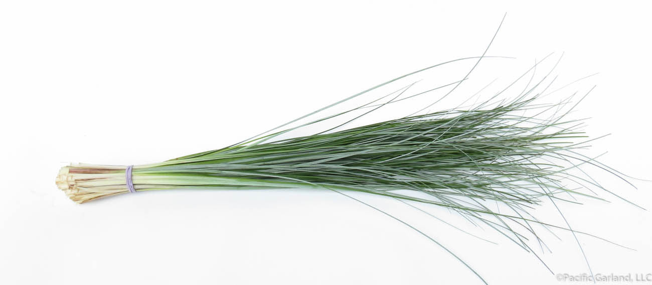 Bear Grass Fresh Bunch