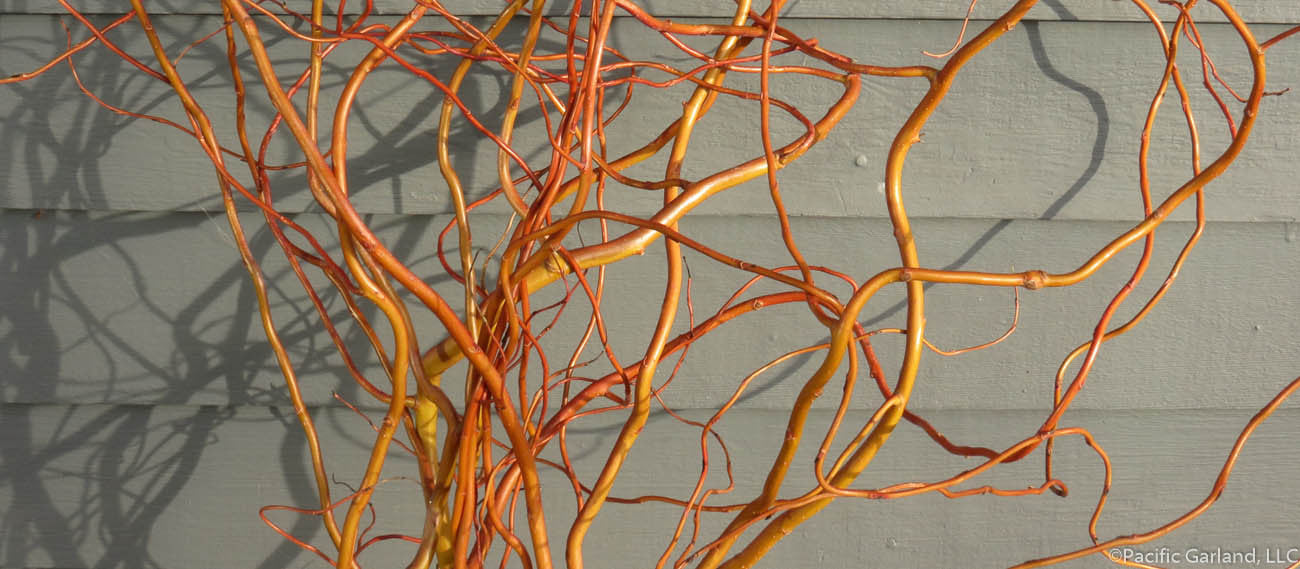 Brilliant Red Orange Curly Willow Stems