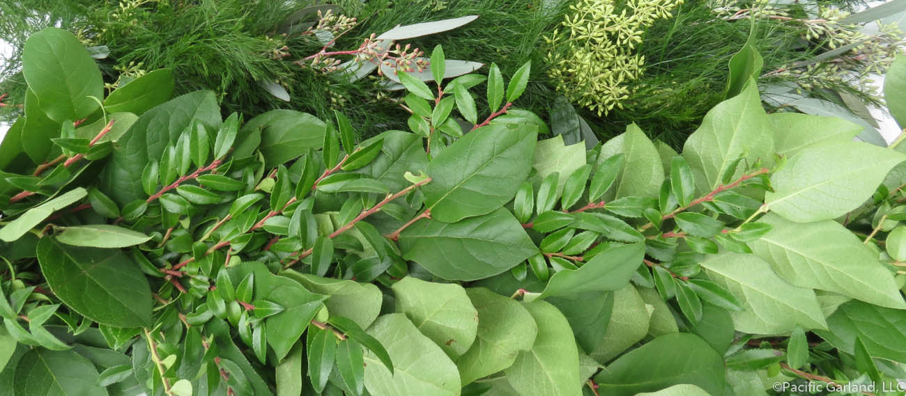 Designers Choice Two Item Garland Salal and Green Huck- Bottom, Seeded Eucalyptus and Tree Fern- Top