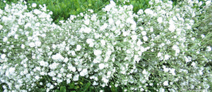 Elegant & Beautiful Wholesale Baby's Breath Garland